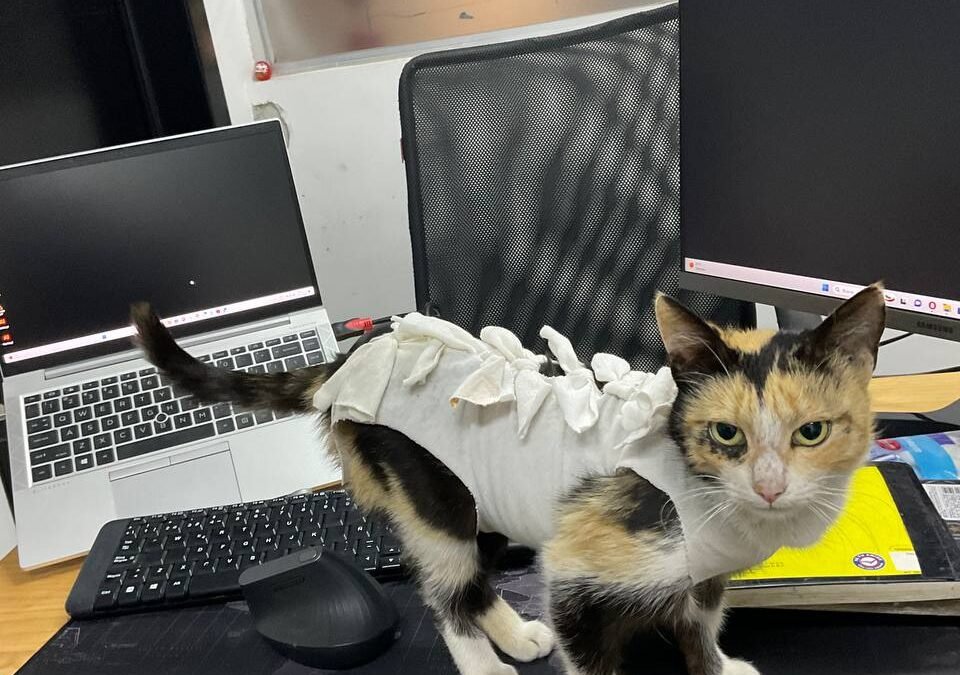 Hay un gatito en la oficina